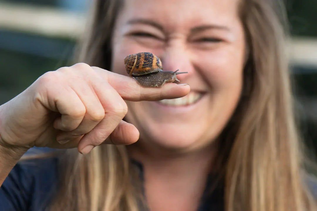 Escargot, Tirol Geschenk, Delikatessen